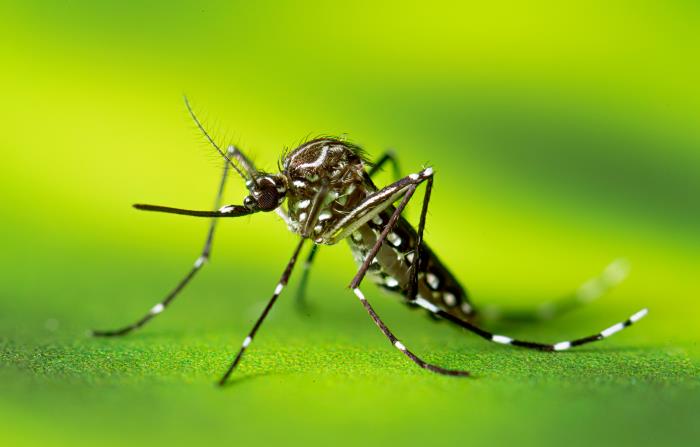 Foto ampliada de uma fêmea adulta de Aedes aegypti, com marcas brancas no corpo e nas pernas