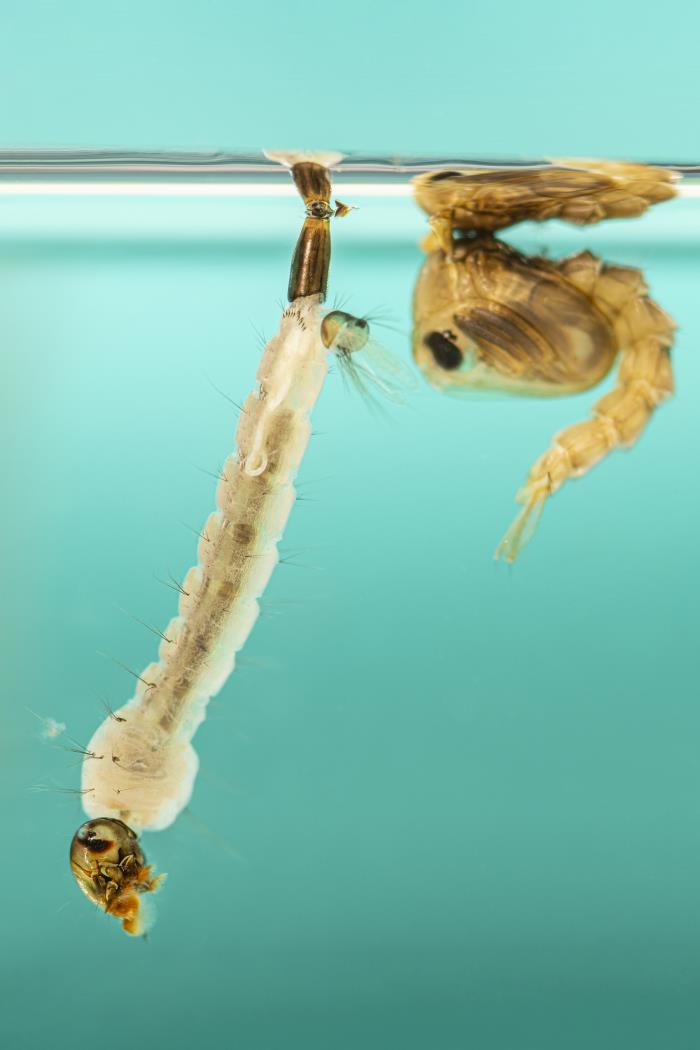 Larva à esquerda e pupa à direita, fotografadas dentro da água